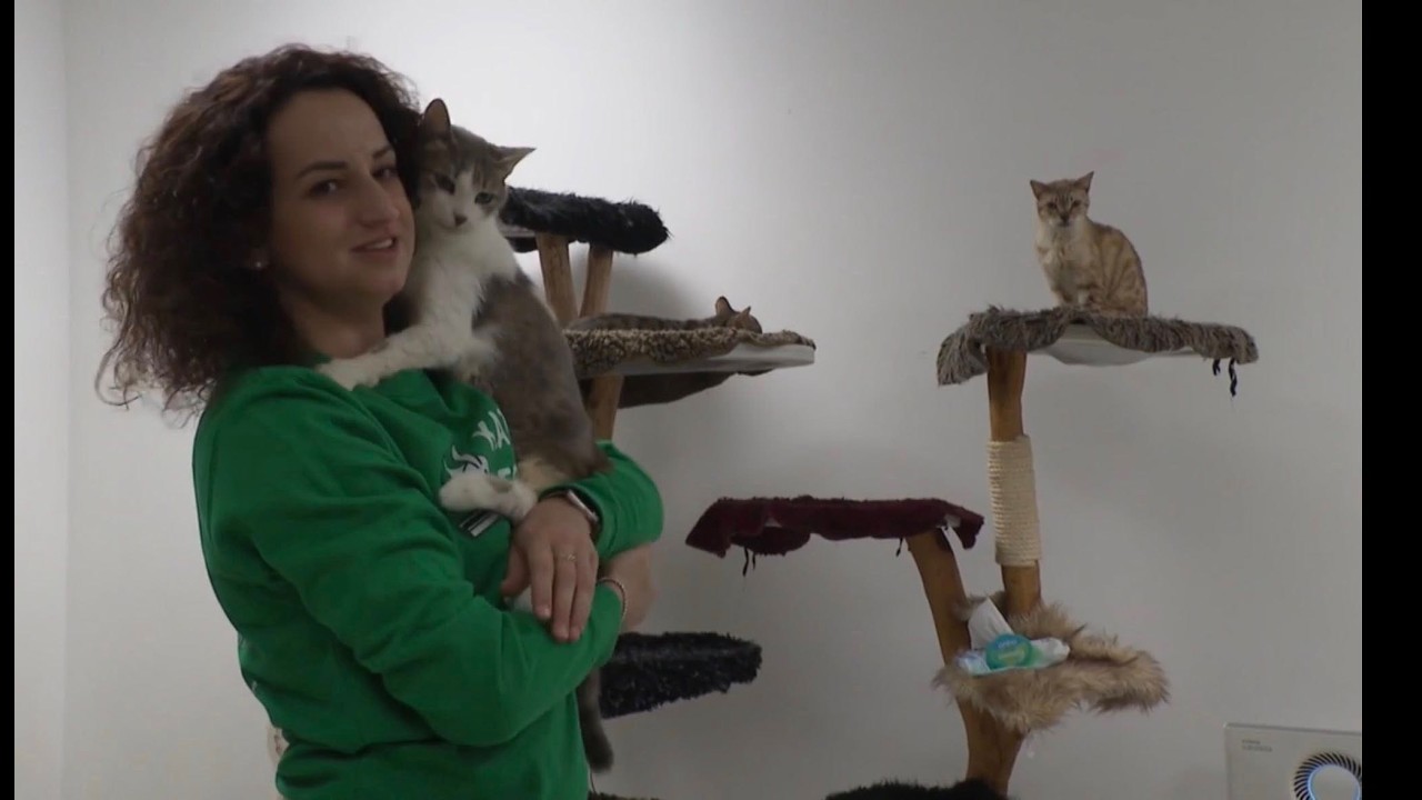 Paradies für HandiCATs Katzenhoffnung in 8562 Mooskirchen im ORF2 bei 