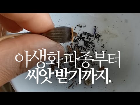 야생화 파종부터 씨앗 받기까지, 7개월 전체 과정(양귀비,수레국화,안개초,팬지) 271화 #해맑은TV