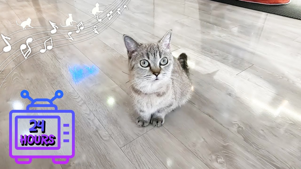 Picture of Calming Music for Cats with Anxiety! Deep Soothing Music for Anxious ...