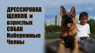 Набережные Челны площадка для дрессировки собак