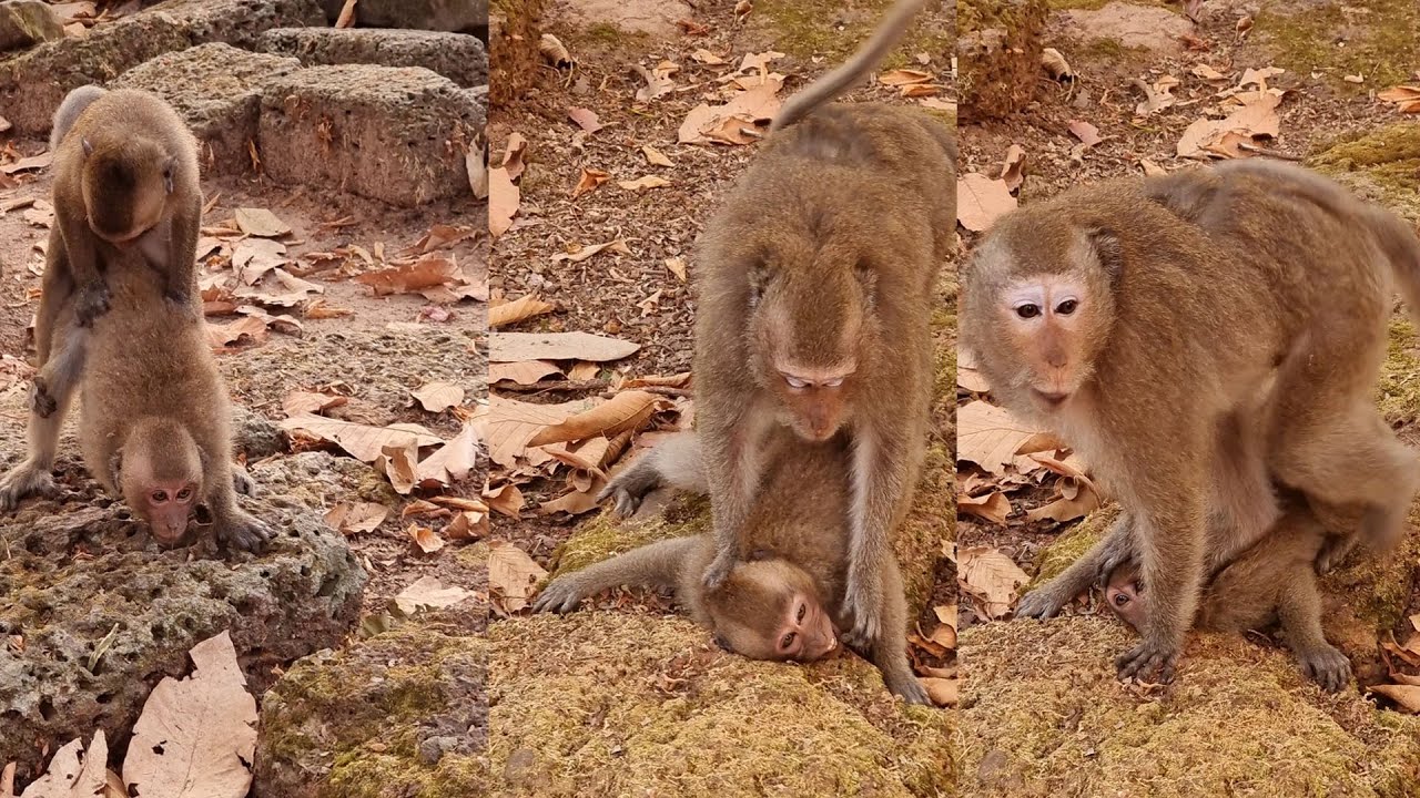 Oh what happened to baby monkey why Dakota aggressive like this