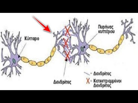 Βίντεο: Μπορούν οι δενδρίτες να λάβουν πληροφορίες;