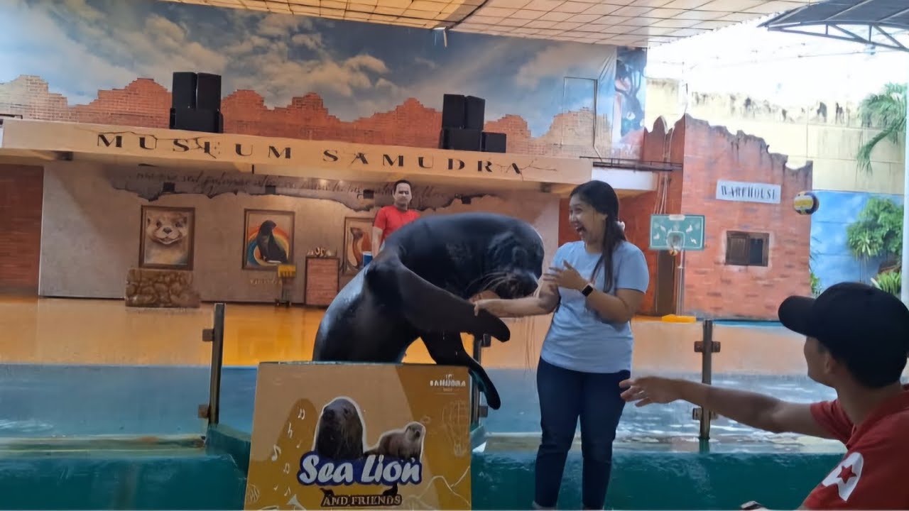 Atraksi singa laut di ocean dream samudra ancol