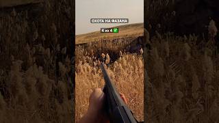 Открытие охоты на фазана. Эффективная охота с собаками! 4 добыли, 4 нашли!