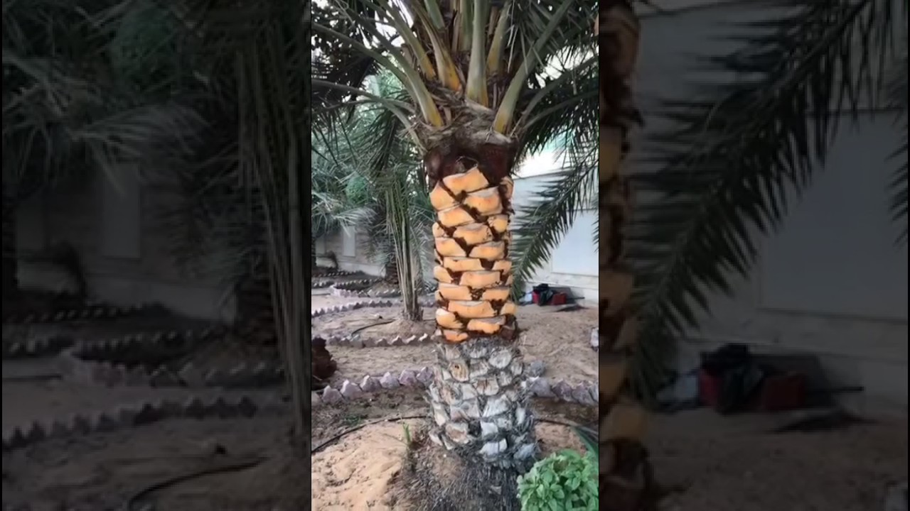 خالد الخالدي زيارة منزل معالي الدكتور مانع سعيد العتيبه