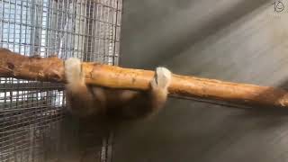 Smooth monkey spinning smoothly for 10 smooth hours [4K 60 FPS AI upscaling]