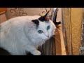 Как Пушистость играет на ямахе.