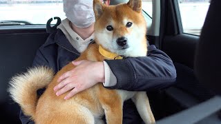 A Shiba Inu who is anxious about an important test at the hospital... can't help but become an owner by よりめのはちくん。 36,824 views 3 weeks ago 8 minutes, 29 seconds