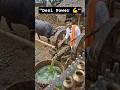 Desi Jugaad Sugarcane Juice 😱🐃 | Bail Se Chalne Wala Machine 🤯 Fresh Ganne Ka Juice #shorts #aivideo