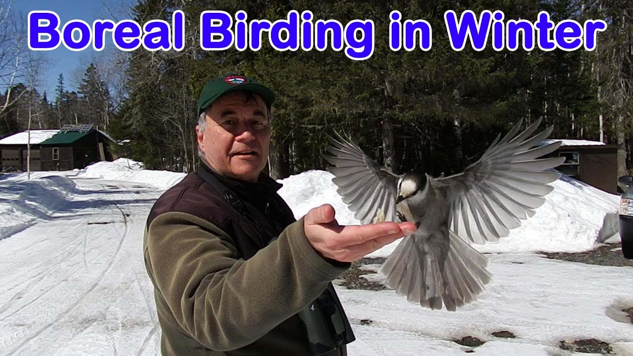 Boreal Birding in Winter