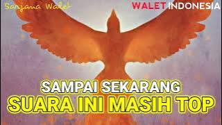 Suara jadul yang sudah banyak menyukseskan peternak burung walet