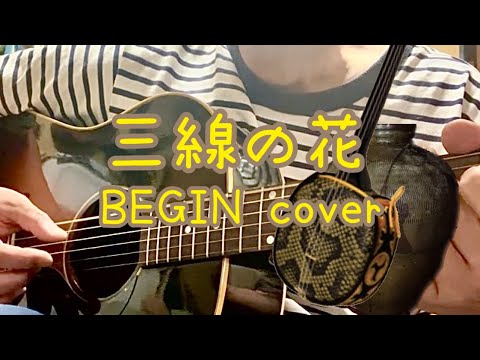 BEGIN 三線の花 cover