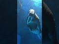 i can see you walrus swimming #shorts #fyp #seaanimal #walrus #zoo #oceanpark