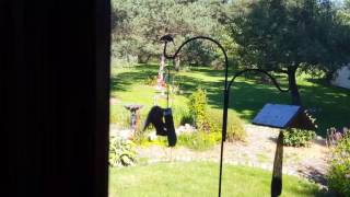 House Wren vs. Red Squirrel