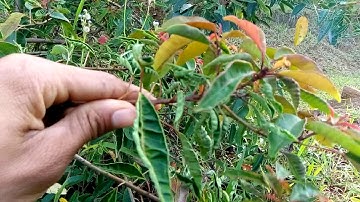 Bài thuốc cầm máu và làm mau lành vết thương