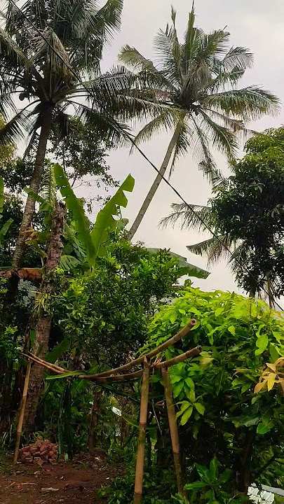How peaceful life is in the remote village