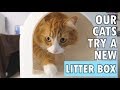 Our cats try a "litter tracking prevention" litter box