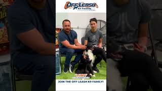 From Aggression to Unbelievable Obedience: Luna's Incredible Transformation! #bordercollie
