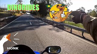 DinoRides - Are those kangaroos playing golf - Motovlog