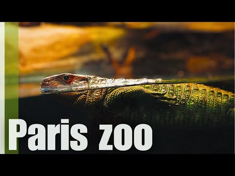 Paris Zoo tour - Parc zoologique de Paris