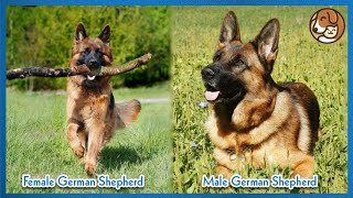 German Shepherd Male vs Female Differences  Which One To Get?