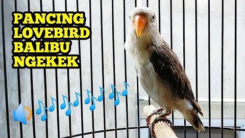 Pancing langsung nyaut, balibu ngetik lanjut ngekek