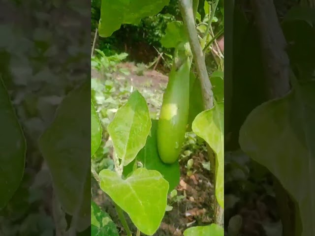 #gardening #satisfying #vegetables #farming