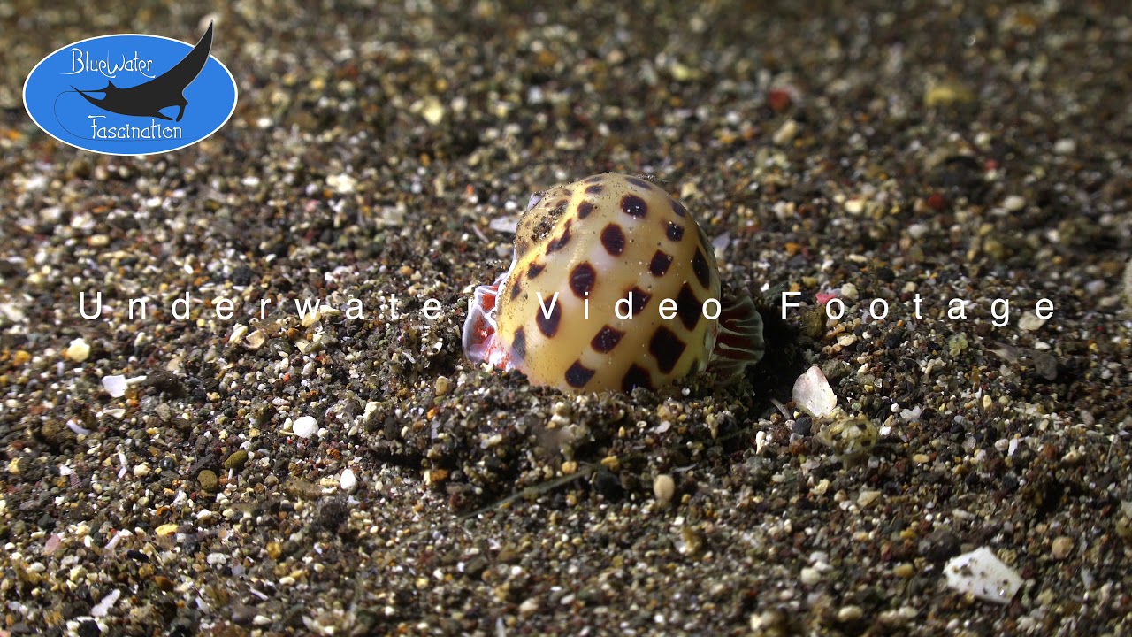 0615_moon shell, 4K underwater video footage - YouTube