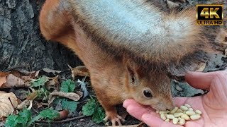 видео: Голодная белочка уплетает кедровые орешки 🫶 / We treat a hungry squirrel with nuts. #белки #squirrel картинка: Голодная белочка уплетает кедровые орешки 🫶 / We treat a hungry squirrel with nuts. #белки #squirrel