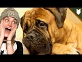 ARE BULLMASTIFF GOOD FOR FIRST TIME OWNERS の動画、YouTube動画。