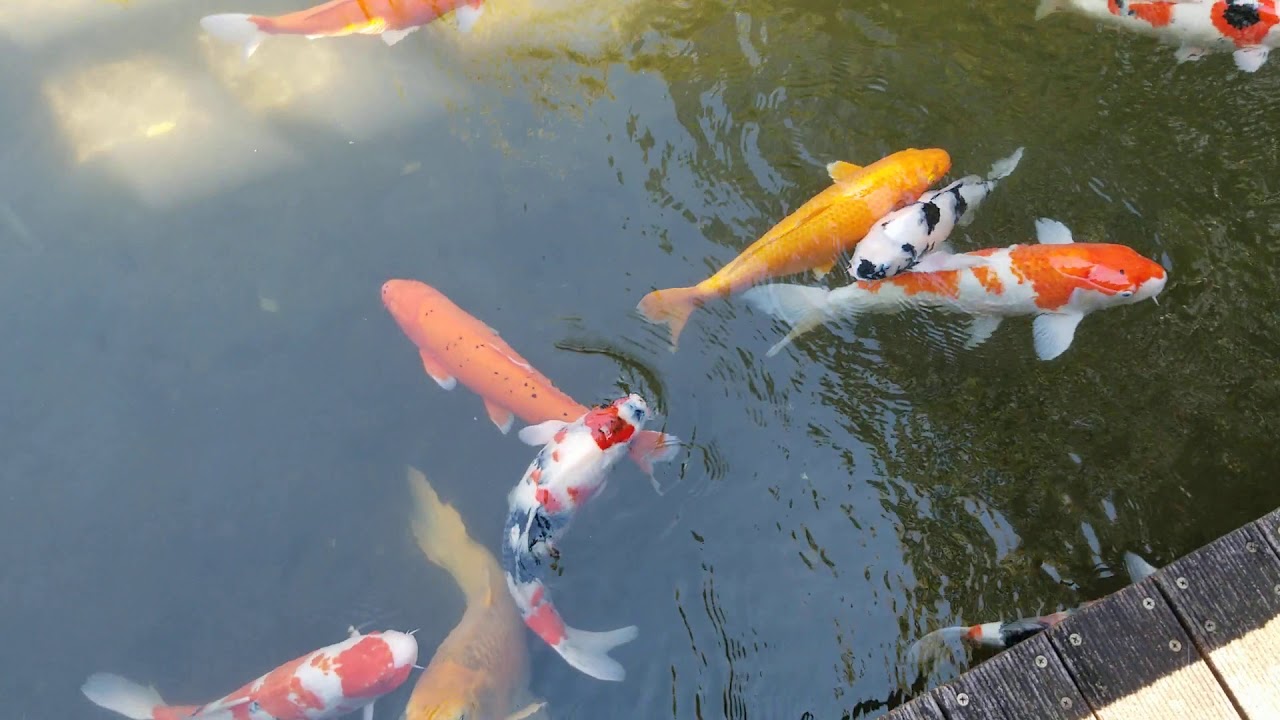 Koi Pond at a Temple in Tokyo - YouTube
