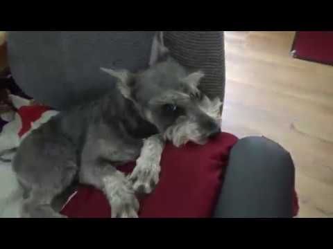 Keeping Cool In The Hot Arizona Heat - YouTube