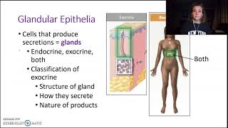 McDonald. Epithelial Tissue Part 2