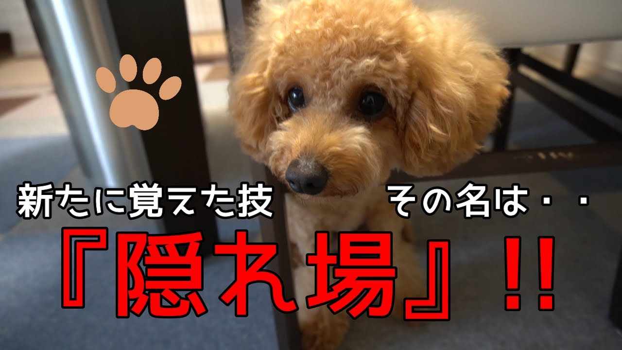 かわいい 犬 新しい言葉を理解するトイプードル Youtube