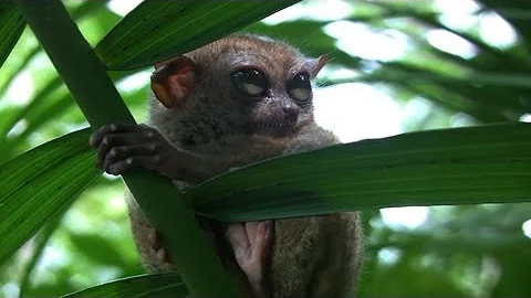 Tourism threatens tiny Philippine primate