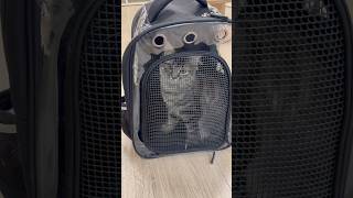 ✨❤️My kitty’s new bag #facts #kitten #cute #pet #vet