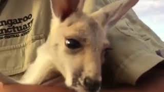 Маленький Милый Кенгуру Маленький Милый Кенгуру
