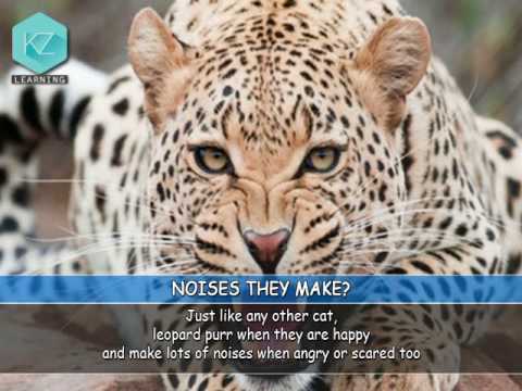 Fun Facts about Leopards - Kids Education with KZ Learning - YouTube