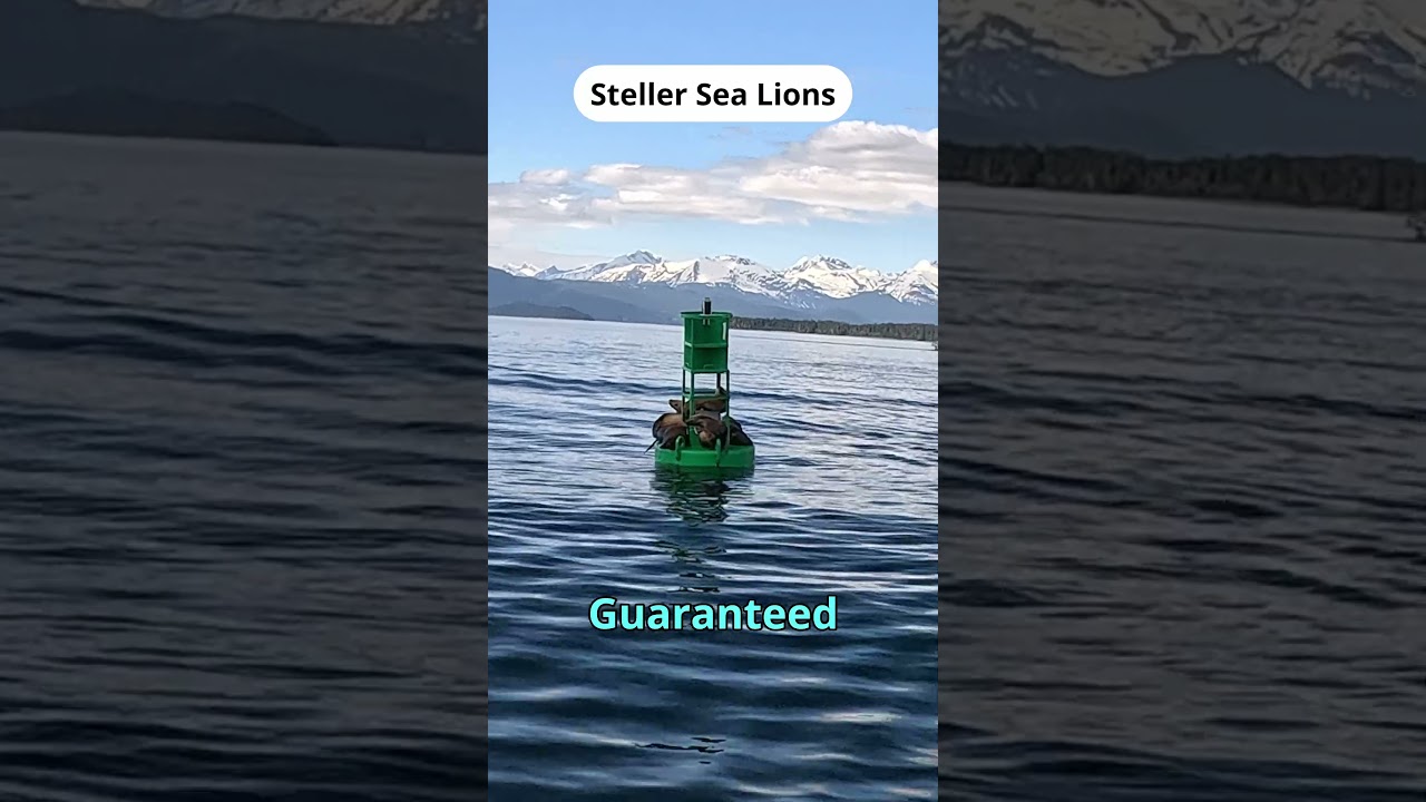Was Whale Watching in Juneau Worth the Money? 🐋