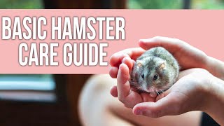 Basic Hamster Care Guide for Beginners
