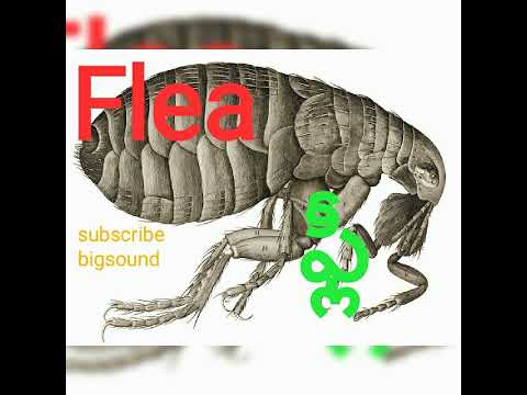 Flea | ఫ్లీ.