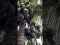 Coconut harvesting monkey
