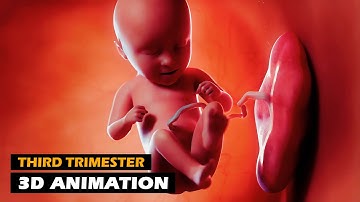 Third Trimester - Pregnancy Journey : Week by Week | 3D Animation