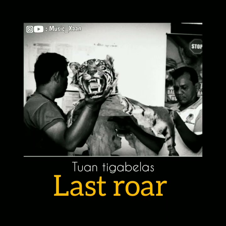 story WA keren. TUAN TIGABELAS last roar