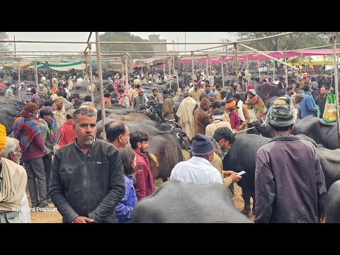 4 जनवरी #धुंधडका_मुर्रा_भैंस मंडी ठंड और धुध के कारण मंडी का हाल देखो शानदार सस्ती murrha buffelo