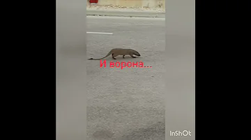 Мангуст борзеет .Израиль