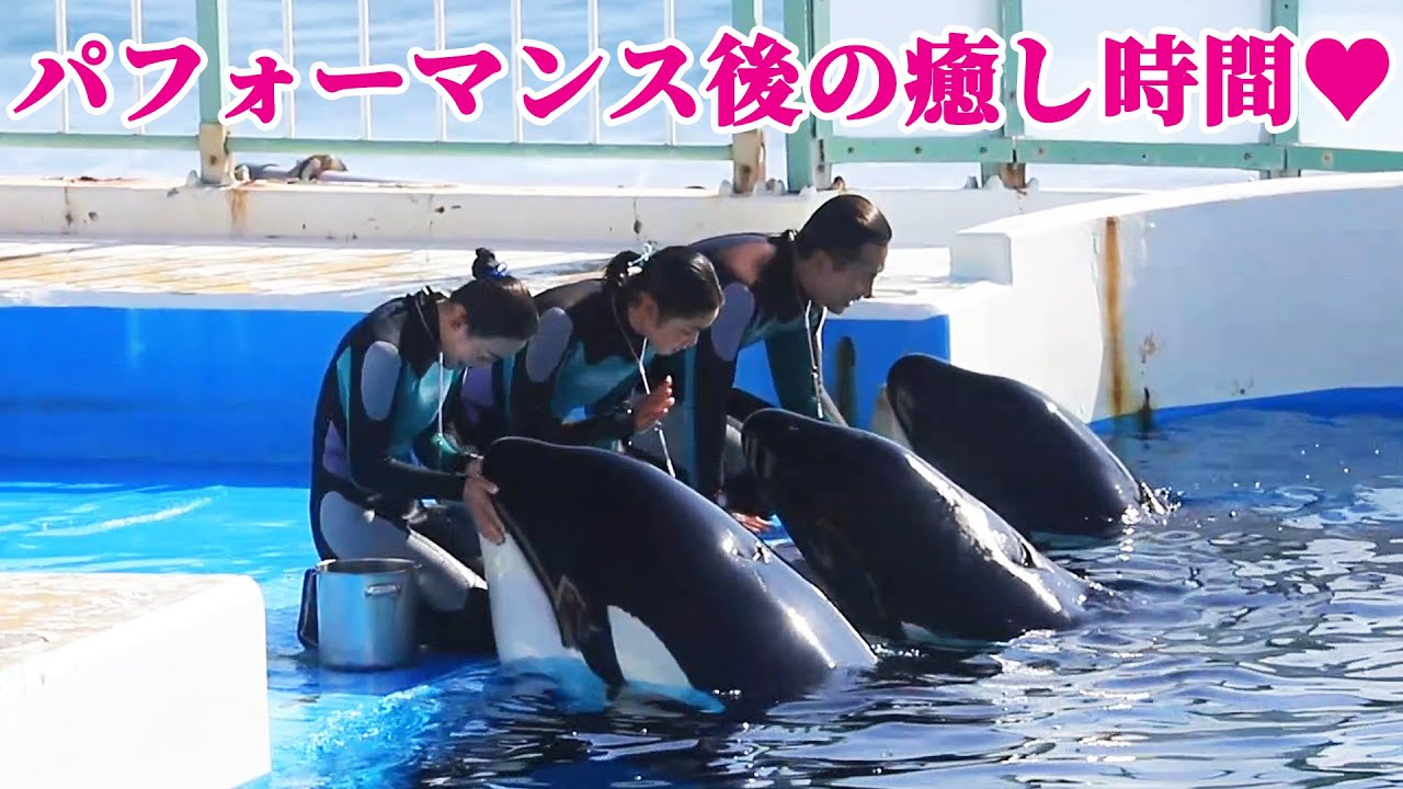 鴨川シーワールド「シャチショー」終了後の癒し時間にホッコリ♥ KamogawaSeaWorld  orca killerwhale