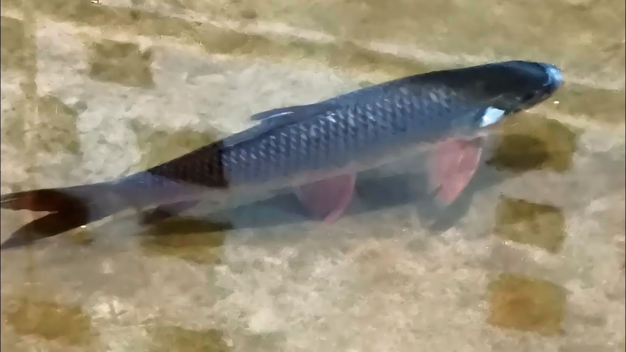 Super Machhali Center is live! Fast fish cutting skills 😋 