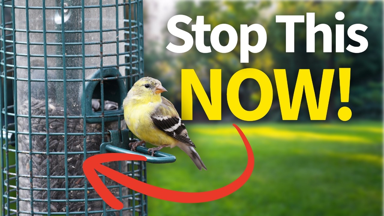 8 Bird Feeding Mistakes That Keep Birds Away