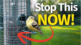 Most People Make These 8 Bird Feeding Mistakes (Here's How To Fix Them)